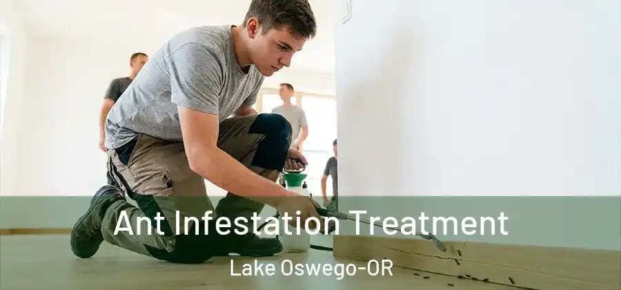 Ant Infestation Treatment Lake Oswego-OR