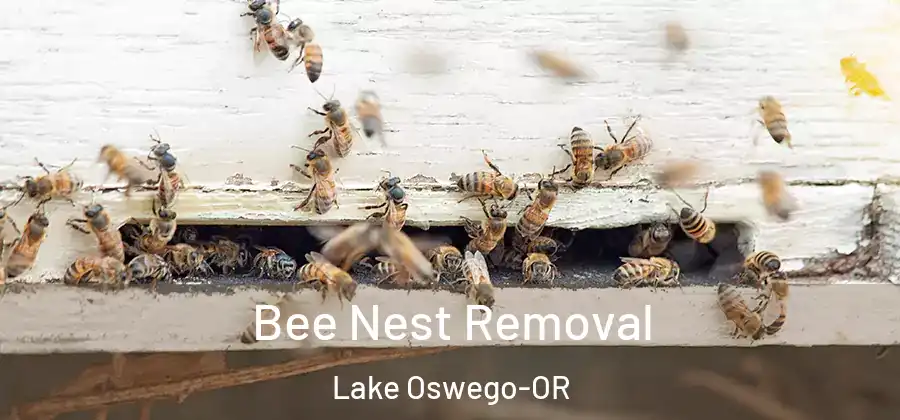 Bee Nest Removal Lake Oswego-OR