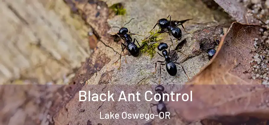 Black Ant Control Lake Oswego-OR