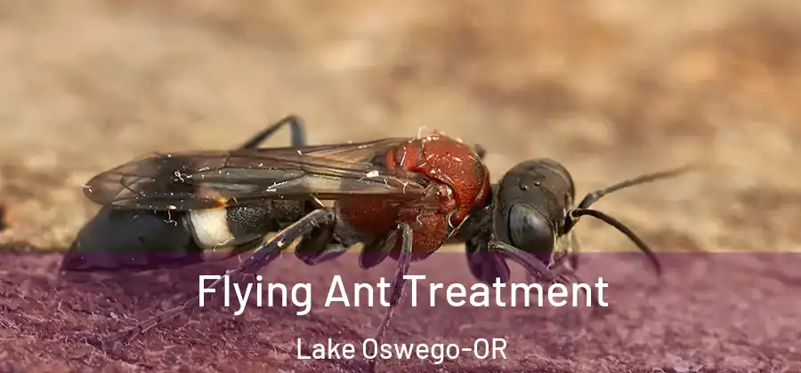 Flying Ant Treatment Lake Oswego-OR