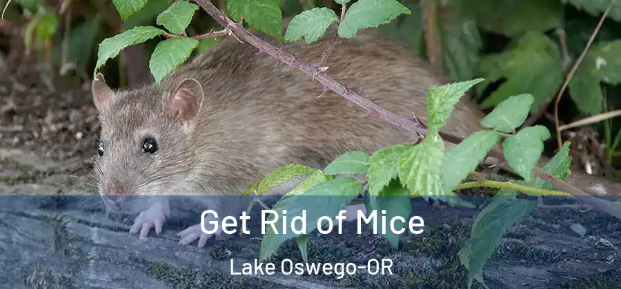 Get Rid of Mice Lake Oswego-OR