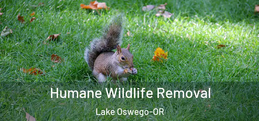 Humane Wildlife Removal Lake Oswego-OR