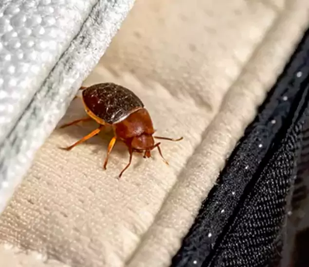 Trusted Bed Bug Prevention Specialists in Lake Oswego, OR
