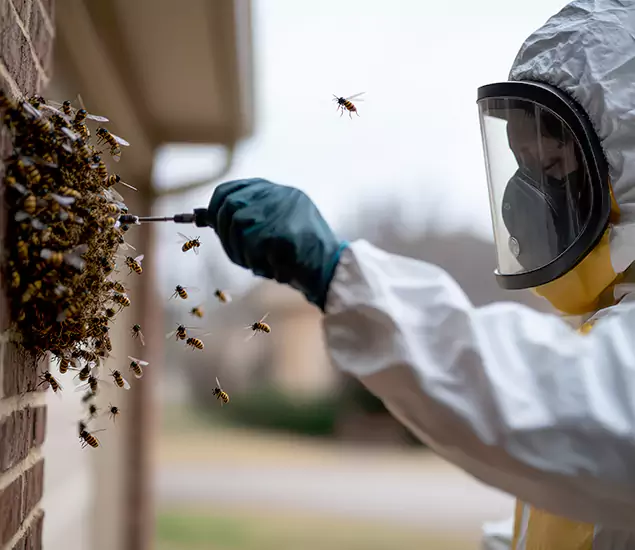 Your Bee Removal Company in Lake Oswego, OR
