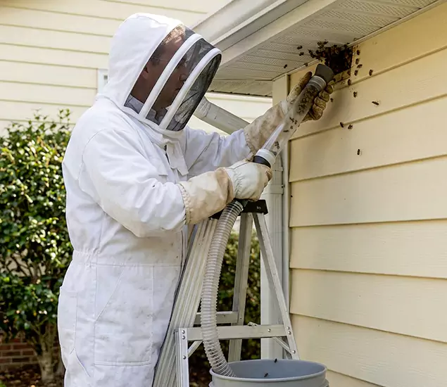 Your Affordable Bee Removal Company in Lake Oswego, OR