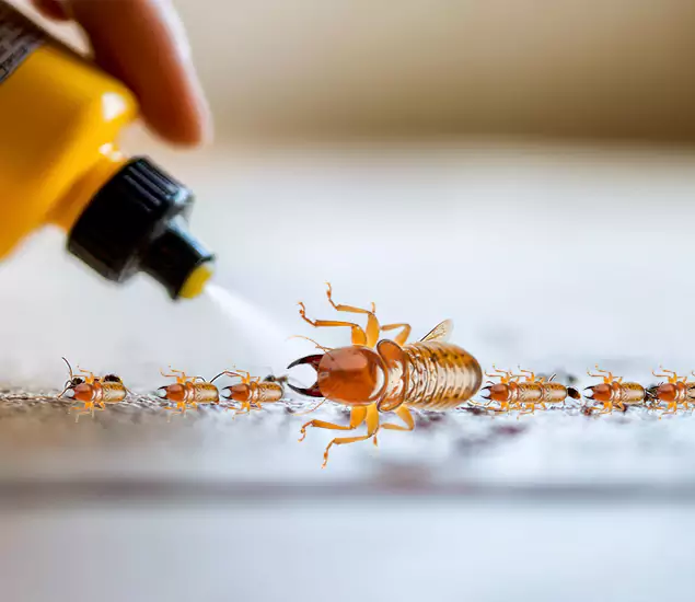 Reliable Bora Care Termite Experts in Lake Oswego, OR
