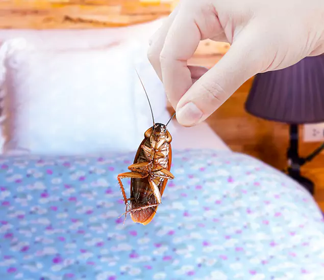 Expert Roach Control Services: Your Cockroach Pest Control in Lake Oswego, OR