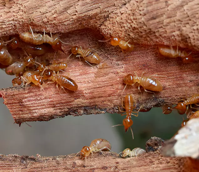 About Our Drywood Termite Treatment Experts in Lake Oswego, OR