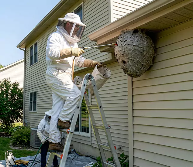 Expert Wasp Nest Removal: Your Local Wasp Nest Removal Company in Lake Oswego, OR