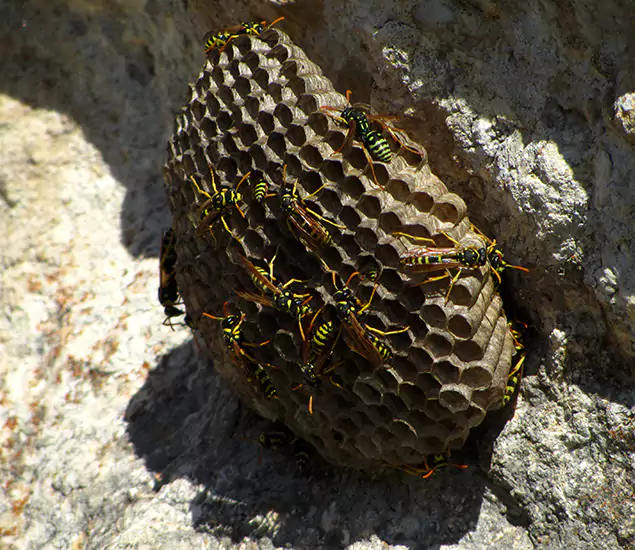Your Local Hornet Removal Company in Lake Oswego, OR