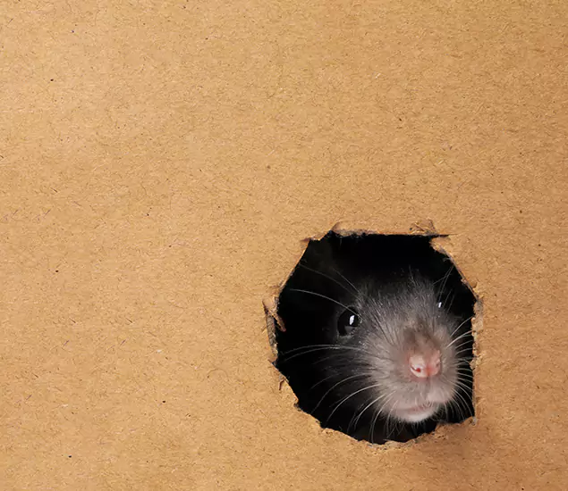 Rats in Attic Removal Experts in Lake Oswego, OR