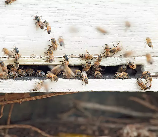Trusted Termite Exterminator Experts You Can Rely On in Lake Oswego, OR