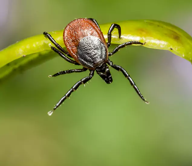 Your Trusted Tick Pest Control in Lake Oswego, OR