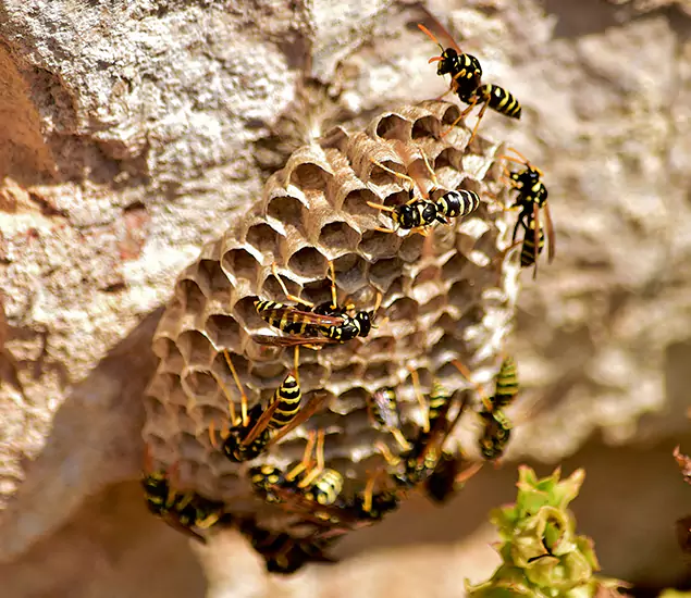Your Best Wasp Removal Company in Lake Oswego, OR