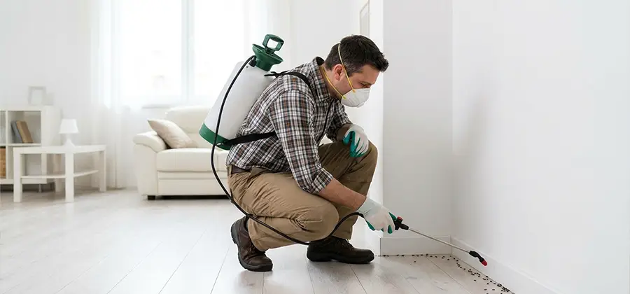 Seasonal Ant Infestation Control in Lake Oswego