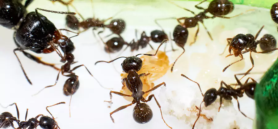 Argentine Ant Barrier Treatment in Lake Oswego