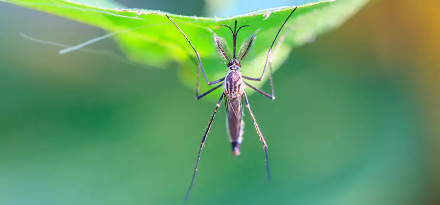 Natural Mosquito Spray for Yard in Lake Oswego