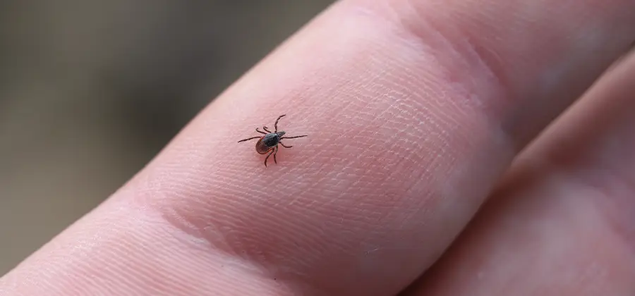 Infection Prevention for Bed Bug Bites in Lake Oswego