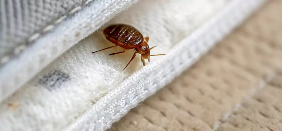 Tenting Bed Bug Fumigation in Lake Oswego