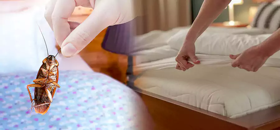 Bed Bug Home Extermination Service in Lake Oswego