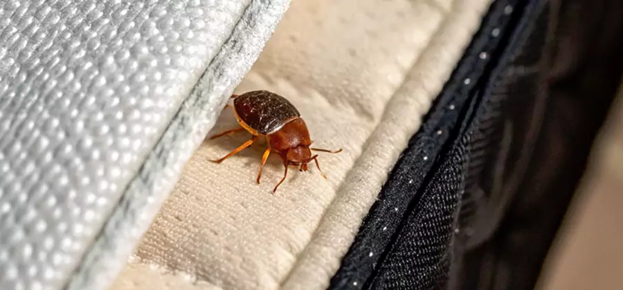 Commercial Bed Bug Control in Lake Oswego