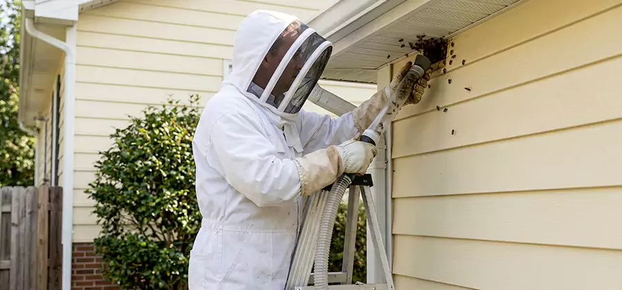 Ground Bee Removal in Lake Oswego