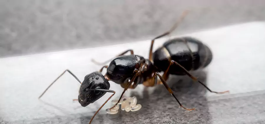 Black Ants in Kitchen Elimination in Lake Oswego