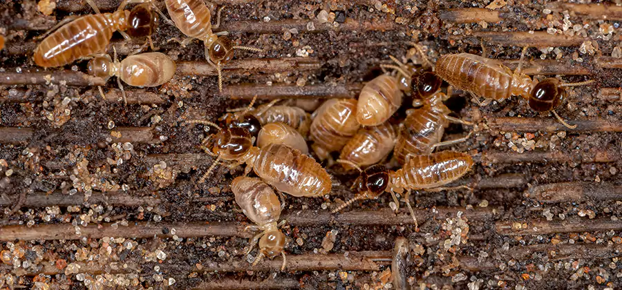 Bora Care Residential Termite Control in Lake Oswego