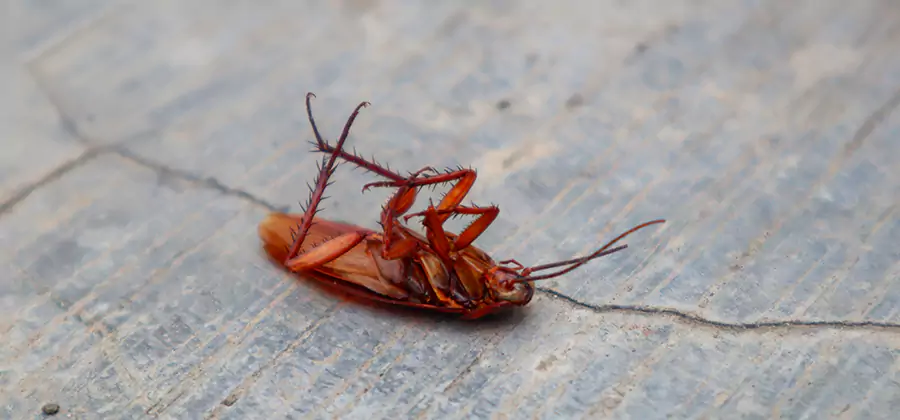 Cockroach Eradication for Commercial Properties in Lake Oswego