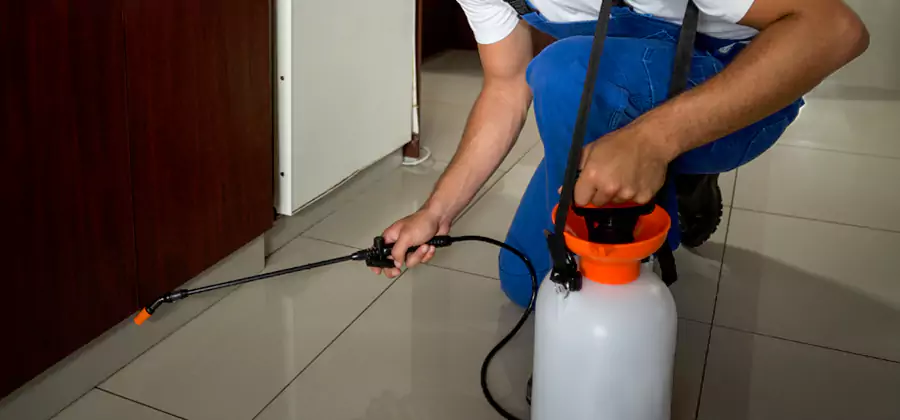 Palmetto Bug Exterminator in Lake Oswego