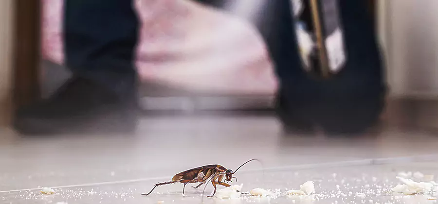 Roach House Treatment Lake Oswego