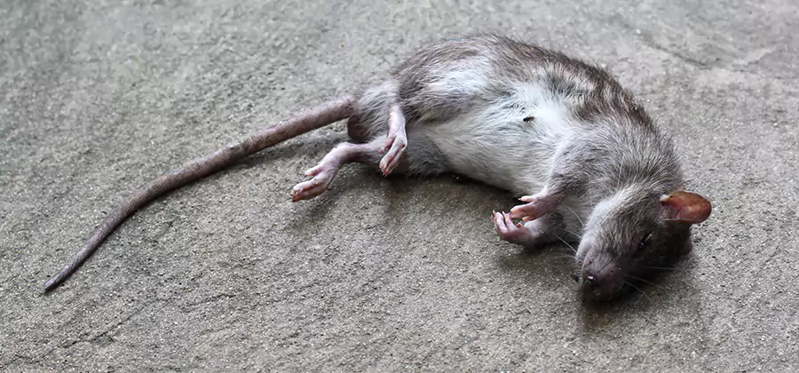 Dead Rat Disposal in Lake Oswego
