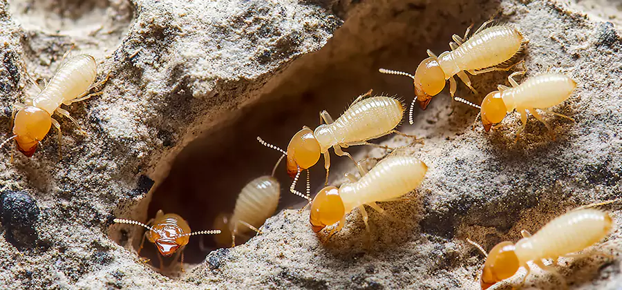 Termite Exterminator Services in Lake Oswego