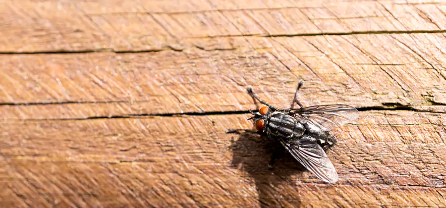 Flying Ant Barrier Treatment in Lake Oswego