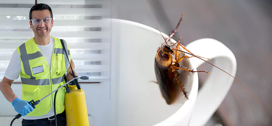German Roach Infestation Treatment Lake Oswego