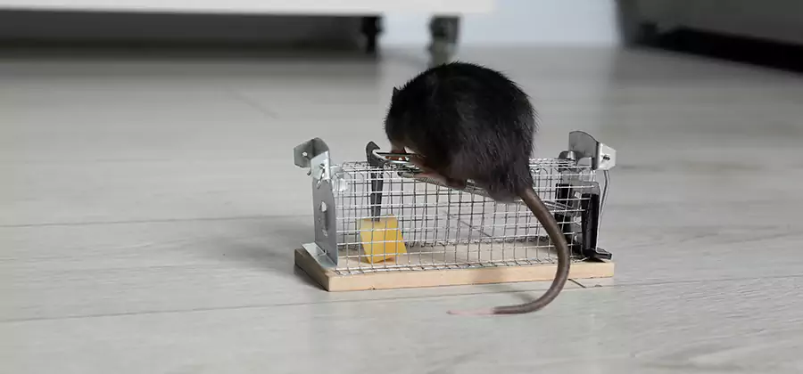 Mice in Attic Removal Lake Oswego