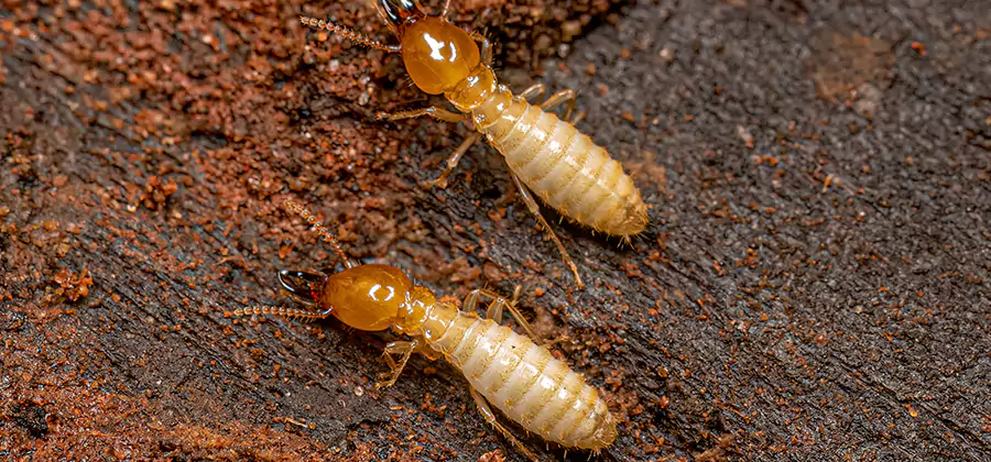 Structural Heat Termite Treatment in Lake Oswego
