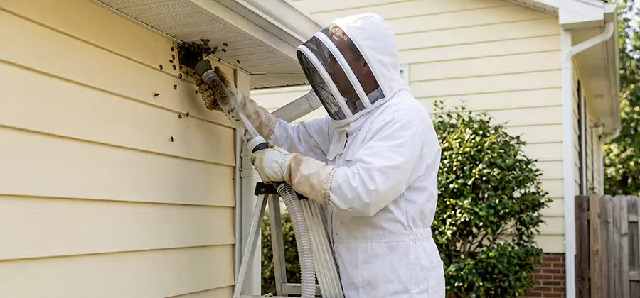 Wasp Nest in Wall Removal in Lake Oswego