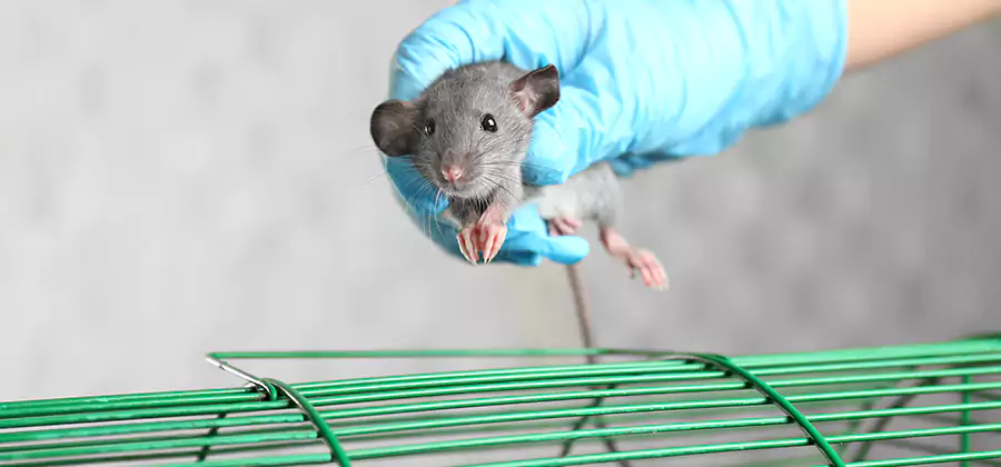 Humane Rat Trapping in Lake Oswego