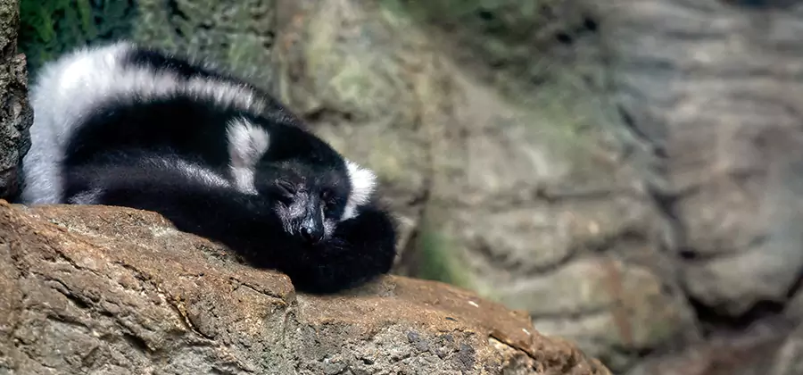Humane Skunk Removal in Lake Oswego
