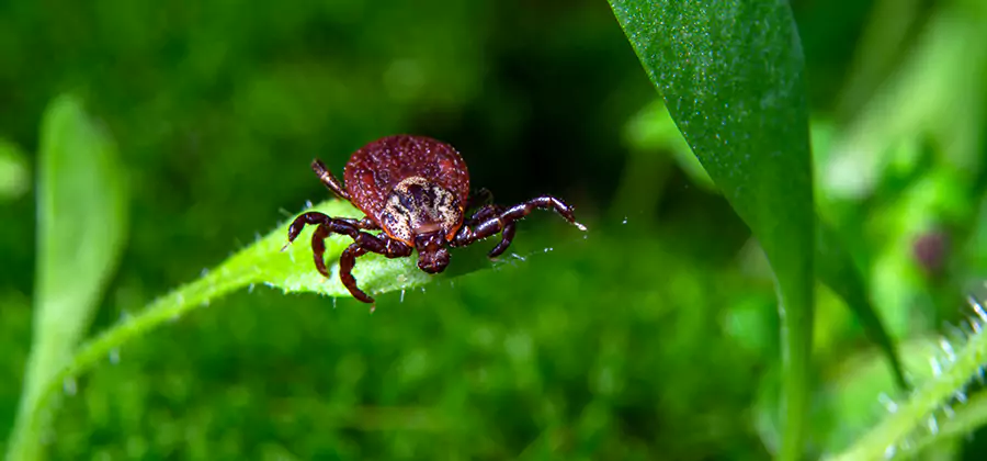 Tick Prevention for Yard in Lake Oswego