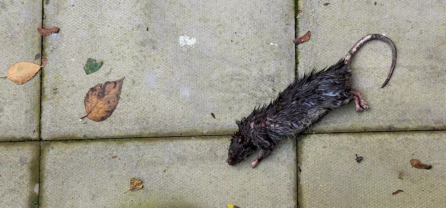 Mice in the Attic Removal in Lake Oswego