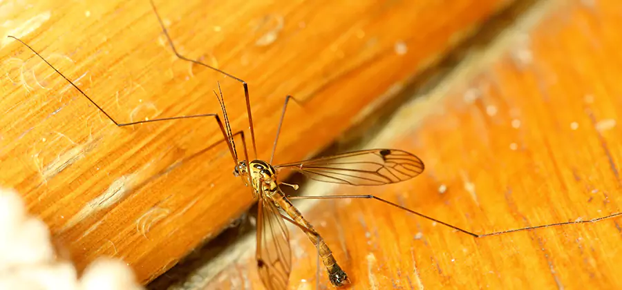 Exterior Mosquito Control in Lake Oswego