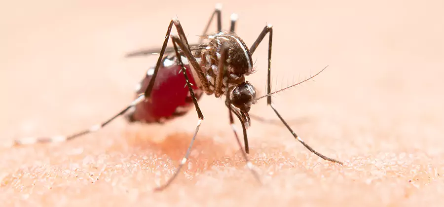 Indoor Mosquito Killer and Interior Control in Lake Oswego