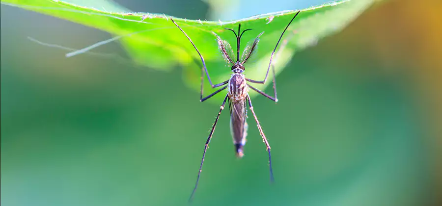 Pest and Mosquito Control for Yard and Patio in Lake Oswego