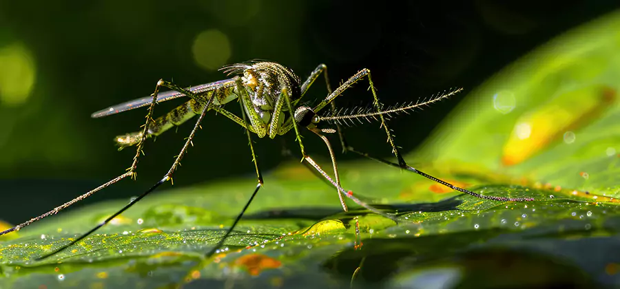 Tick and Mosquito Spray in Lake Oswego