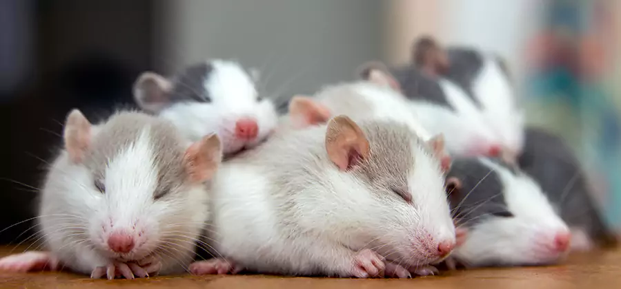 Lake Oswego Pet Safe Mice Control