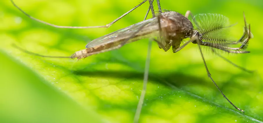 Herbal Mosquito Repellent Treatment in Lake Oswego