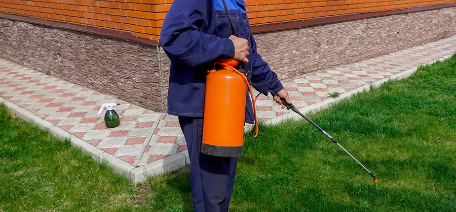 Non Toxic Termite Treatment in Lake Oswego