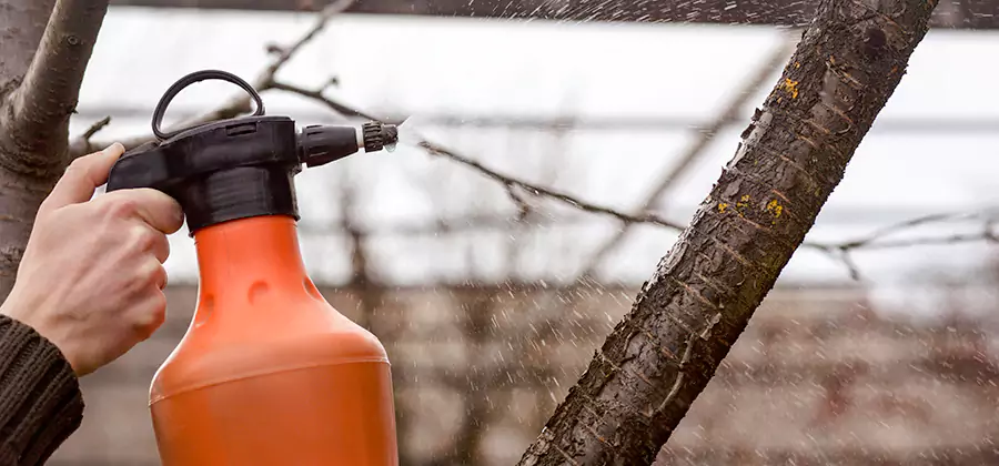 Orange Oil Structural Cavity Treatment in Lake Oswego